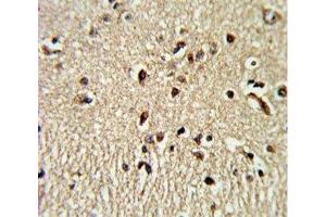 IHC analysis of FFPE human brain tissue stained with PAX4 antibody (PAX4 抗体  (AA 171-200))