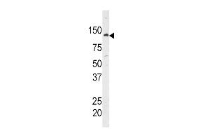 Western blot analysis of anti-HK1 Antibody (C-term) (ABIN392760 and ABIN2842211) in  cell line lysate. (Hexokinase 1 抗体  (C-Term))