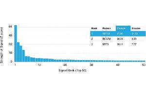 Analysis of Protein Array containing more than 19,000 full-length human proteins using Cytokeratin 6A (KRT6A) Mouse Monoclonal Antibody (KRT6A/2368). (KRT6A 抗体)