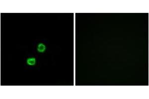 Immunofluorescence analysis of MCF7 cells, using GCNT7 Antibody. (GCNT7 抗体  (AA 311-360))