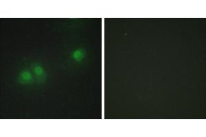 Peptide - +Western blot analysis of extracts from HUVEC cells and Jurkat cells, using ELAV2/4 antibody.