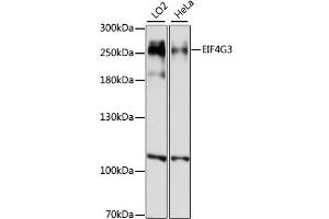 Western blot analysis of extracts of various cell lines, using EIF4G3 antibody (ABIN6290367) at 1:1000 dilution. (EIF4G3 抗体)