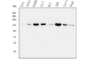 Western blot analysis of PPP1R12A using anti-PPP1R12A antibody (ABIN3043902).