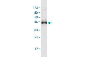 Western Blotting (WB) image for anti-Ras-Related C3 Botulinum Toxin Substrate 2 (Rho Family, Small GTP Binding Protein Rac2) (RAC2) (AA 1-192) antibody (ABIN519594)