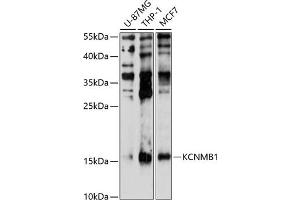 Western blot analysis of extracts of various cell lines, using KCNMB1 antibody (ABIN6129435, ABIN6142760, ABIN6142761 and ABIN6214389) at 1:1000 dilution. (KCNMB1 抗体  (AA 30-102))