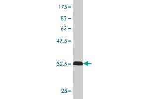 Western Blot detection against Immunogen (32. (MARCKS 抗体  (AA 2-65))