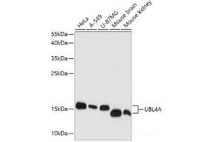 Western blot analysis of extracts of various cell lines using UBL4A Polyclonal Antibody at dilution of 1:1000. (UBL4A 抗体)