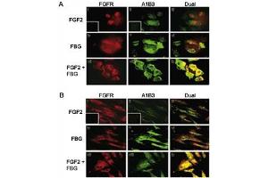 Colocalization of A1B3 and FGFR1 using IF. (FGFR1 抗体  (AA 19-48))