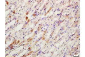 Formalin-fixed and paraffin embedded mouse stomach labeled with Rabbit Anti-YES1 Polyclonal Antibody, Unconjugated  at 1:200 followed by conjugation to the secondary antibody and DAB staining (YES1 抗体  (AA 441-541))