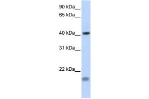 Western Blotting (WB) image for anti-Short Stature Homeobox 2 (SHOX2) antibody (ABIN2458013) (SHOX2 抗体)