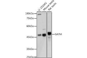 Western blot analysis of extracts of various cell lines, using GATM Rabbit pAb (ABIN6133283, ABIN6140984, ABIN6140985 and ABIN6222282) at 1:3000 dilution. (GATM 抗体  (AA 124-423))