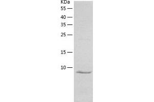 Western Blotting (WB) image for Chemokine (C-X3-C Motif) Ligand 1 (CX3CL1) (AA 25-100) protein (His tag) (ABIN7122346) (CX3CL1 Protein (AA 25-100) (His tag))
