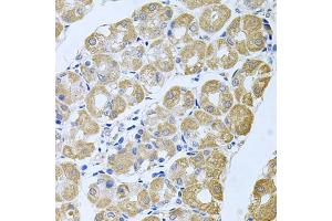 Immunohistochemistry (IHC) image for anti-Striatin, Calmodulin Binding Protein 3 (STRN3) (AA 200-460) antibody (ABIN6148646)