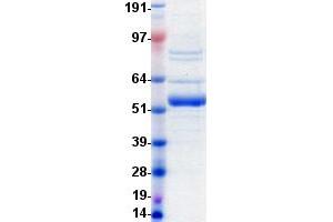 Western Blotting (WB) image for Lymphocyte-Activation Gene 3 (LAG3) protein (DYKDDDDK-His Tag) (ABIN2713512)