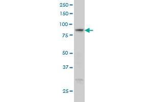 RGL1 monoclonal antibody (M01), clone 2D10 Western Blot analysis of RGL1 expression in A-431 . (RGL1 抗体  (AA 2-109))