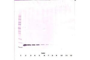 Image no. 1 for anti-Tumor Necrosis Factor (Ligand) Superfamily, Member 13b (TNFSF13B) antibody (ABIN1496804) (BAFF 抗体)