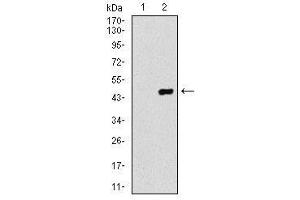 Image no. 2 for anti-Coactosin-Like Protein antibody (ABIN1497532) (COTL1 抗体)