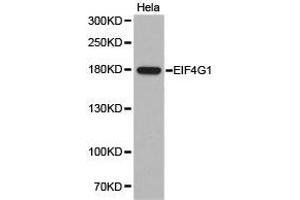 Western Blotting (WB) image for anti-Eukaryotic Translation Initiation Factor 4 Gamma, 1 (EIF4G1) antibody (ABIN1872506) (EIF4G1 抗体)