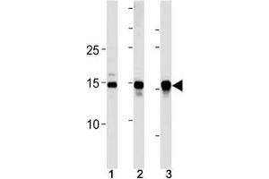 SUMO2/3 antibody western blot analysis in (10 U251 cells, (2)  mouse liver and (3) rat liver lysate. (SUMO2/3 抗体  (AA 49-81))
