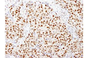 Immunohistochemistry (IHC) image for anti-FK506 Binding Protein 5 (FKBP5) (AA 407-457) antibody (ABIN7448566) (FKBP5 抗体  (AA 407-457))