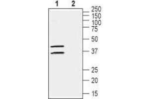 Western blot analysis of human  breast adenocarcinoma cell lysate:1. (Gap Junction Protein, alpha 4, 37kDa (GJA4) Peptide)