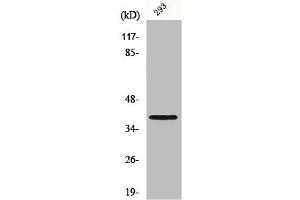 Western Blot analysis of 293 cells using Mos Polyclonal Antibody (MOS 抗体  (Internal Region))