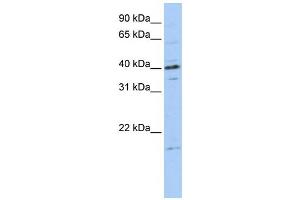 Western Blotting (WB) image for anti-Tubulin Polymerization-Promoting Protein Family Member 3 (TPPP3) antibody (ABIN2458655) (TPPP3 抗体)