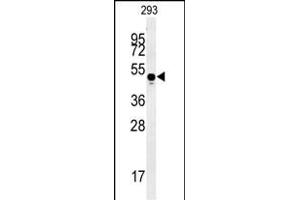 MYLK4 Antibody (C-term) (ABIN652158 and ABIN2840571) western blot analysis in 293 cell line lysates (35 μg/lane). (MYLK4 抗体  (C-Term))