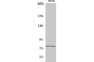 Western Blotting (WB) image for anti-Kallmann Syndrome 1 Sequence (KAL1) (Internal Region) antibody (ABIN3175747) (KAL1 抗体  (Internal Region))