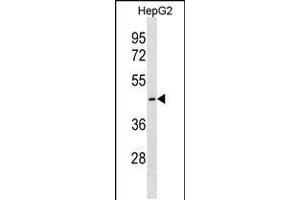 Western blot analysis in HepG2 cell line lysates (35ug/lane). (CTNS 抗体  (C-Term))