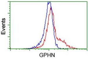Image no. 8 for anti-Gephyrin (GPHN) antibody (ABIN1498424)