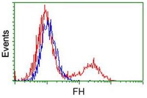 Image no. 2 for anti-Fumarate Hydratase (FH) antibody (ABIN1498267) (FH 抗体)