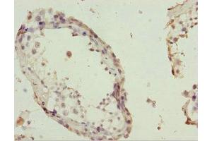 Immunohistochemistry of paraffin-embedded human testis tissue using ABIN7163721 at dilution of 1:100 (POC1A 抗体  (AA 138-407))