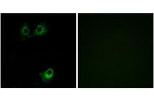 Immunofluorescence (IF) image for anti-Olfactory Receptor, Family 11, Subfamily L, Member 1 (OR11L1) (AA 201-250) antibody (ABIN2890919) (OR11L1 抗体  (AA 201-250))