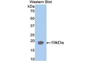 Western Blotting (WB) image for anti-Fatty Acid Binding Protein 2, Intestinal (FABP2) (AA 2-132) antibody (ABIN1078014) (FABP2 抗体  (AA 2-132))