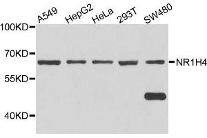 Western blot analysis of extract of various cells, using NR1H4 antibody. (NR1H4 抗体)