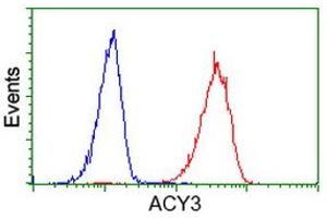 Image no. 4 for anti-Aminoacylase 3 (ACY3) antibody (ABIN1496467) (Aminoacylase 3 抗体)
