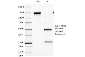 SDS-PAGE Analysis of Purified, BSA-Free MALT1 Antibody (clone MT1/410).