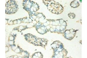 Immunohistochemistry of paraffin-embedded human small intestine tissue using ABIN7159541 at dilution of 1:100