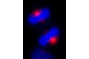 Immunofluorescence (IF) image for anti-Centrosomal Protein 170kDa (CEP170) (C-Term) antibody (ABIN7453393) (CEP170 抗体  (C-Term))