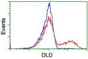 Image no. 1 for anti-Dihydrolipoamide Dehydrogenase (DLD) antibody (ABIN1497845) (DLD 抗体)