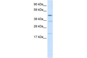 Western Blotting (WB) image for anti-TEA Domain Family Member 1 (SV40 Transcriptional Enhancer Factor) (TEAD1) antibody (ABIN2463844) (TEAD1 抗体)