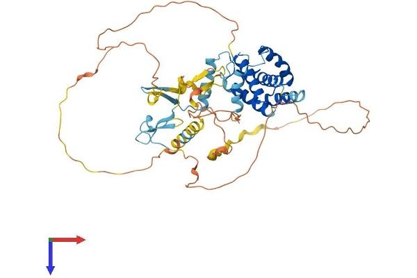 CABLES2 Protein (AA 1-478) (His tag)