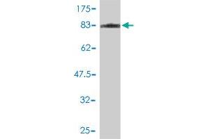 Western Blot detection against Immunogen (72. (JNK2 抗体  (AA 1-424))