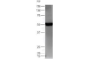Lane 1: mouse heart lysates probed with Rabbit Anti-Estrogen Related Receptor gamma Polyclonal Antibody, Unconjugated (ABIN715826) at 1:300 overnight at 4 °C. (ESRRG 抗体  (AA 61-160))