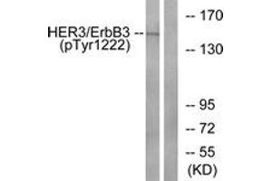 Western blot analysis of extracts from HuvEc cells treated with EGF 200ng/ml 30', using HER3 (Phospho-Tyr1222) Antibody. (ERBB3 抗体  (pTyr1222))
