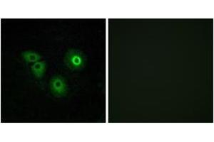 Immunofluorescence (IF) image for anti-Olfactory Receptor, Family 4, Subfamily A, Member 15 (OR4A15) (AA 261-310) antibody (ABIN2890996) (OR4A15 抗体  (AA 261-310))