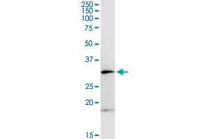 OLIG1 MaxPab rabbit polyclonal antibody. (OLIG1 抗体  (AA 1-255))