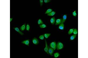 Immunofluorescence staining of Hela cells with ABIN7168647 at 1:133, counter-stained with DAPI. (SEC14L2 抗体  (AA 233-358))