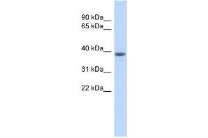 WB Suggested Anti-WDR21B Antibody Titration: 0. (DCAF4L1 抗体  (Middle Region))